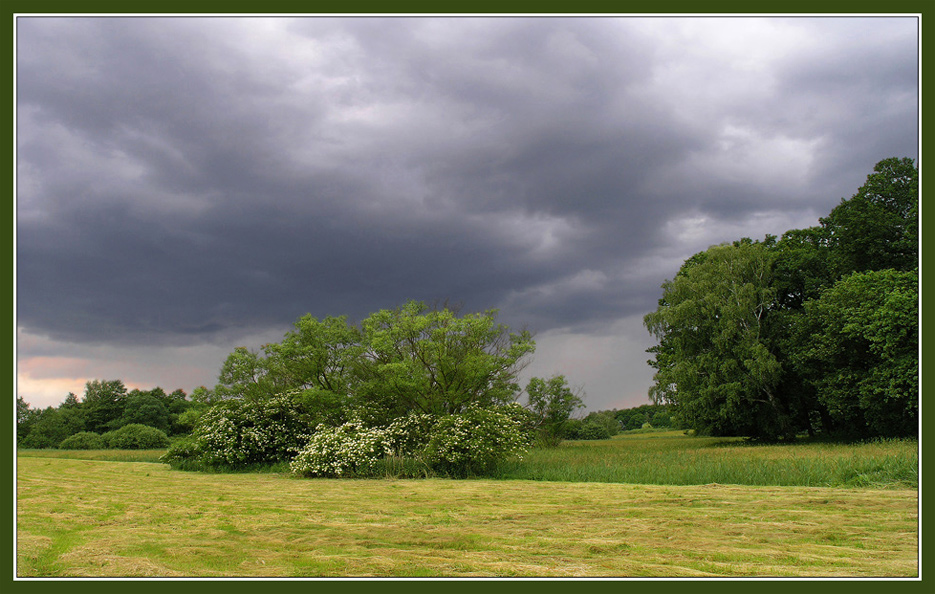 Lieberoser Wiesenlandschaft (I)