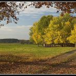 Lieberoser Wiesenlandschaft (II)