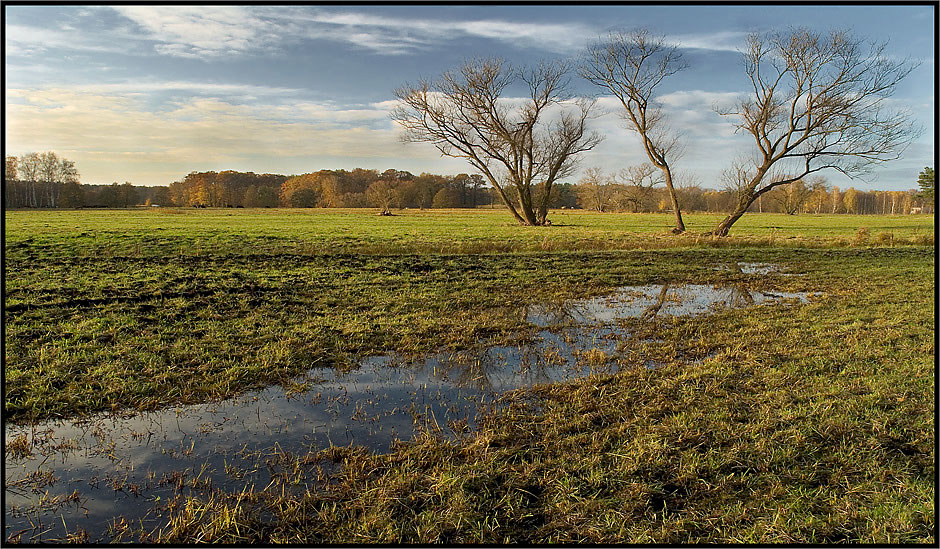 Lieberoser Wiesenlandschaft (IV)