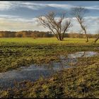 Lieberoser Wiesenlandschaft (IV)