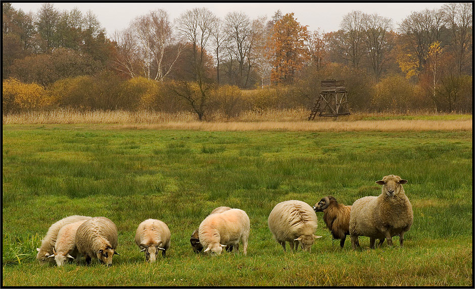 Lieberoser Wiesenlandschaft (V)