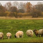 Lieberoser Wiesenlandschaft (V)