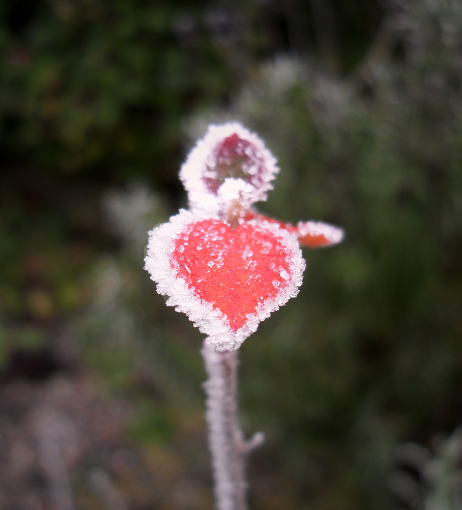 liebes blatt