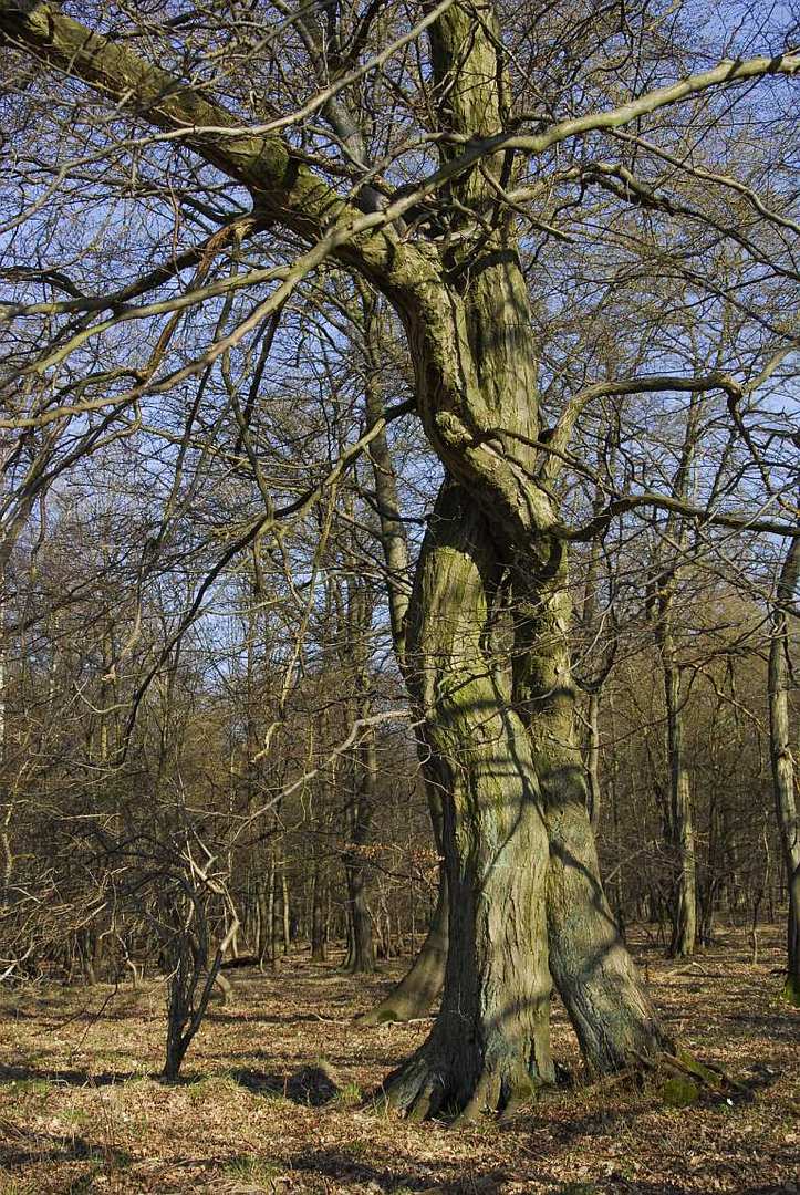 Liebes-Hainbuche nach Auguste Rodin