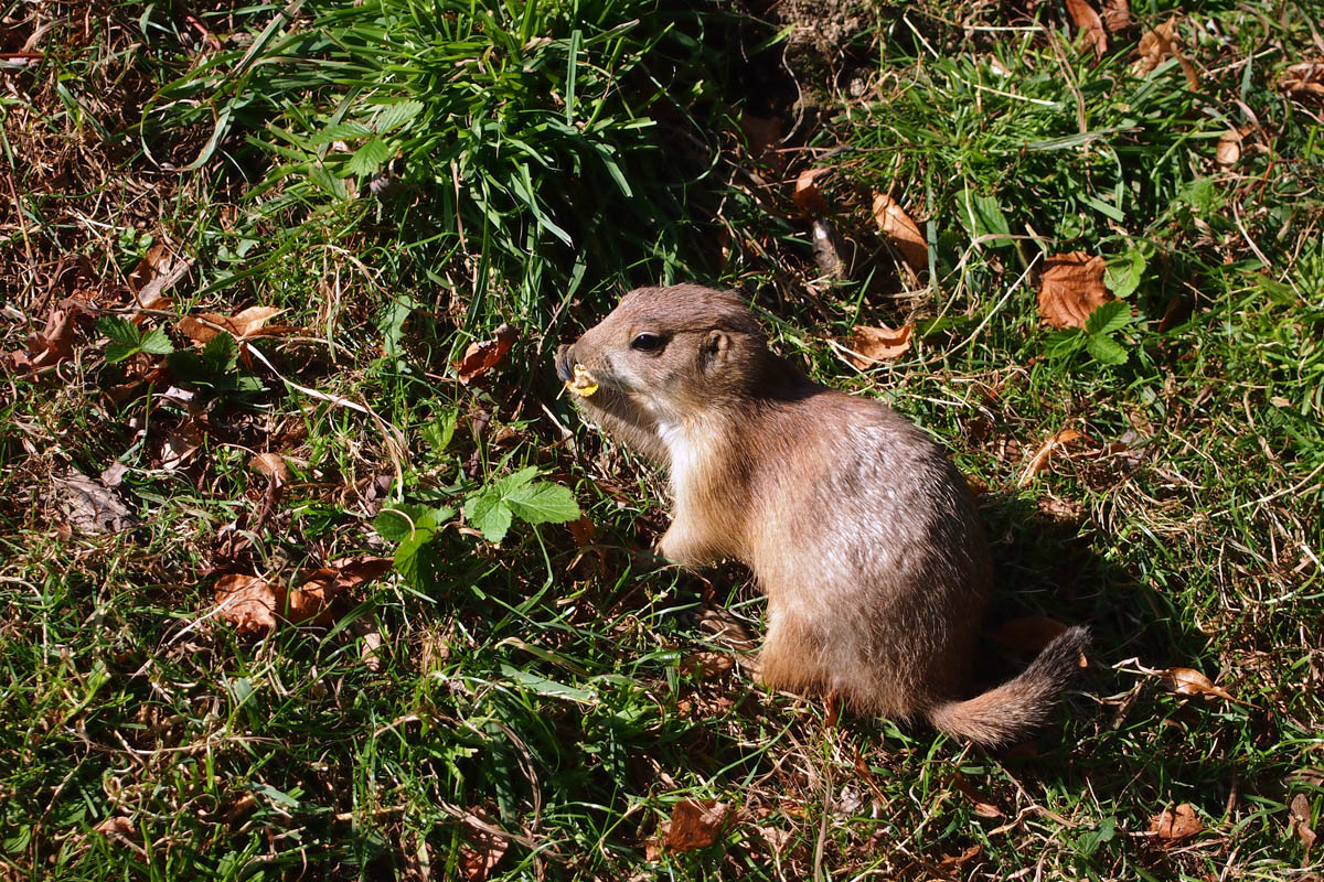 liebes kleines Tierchen