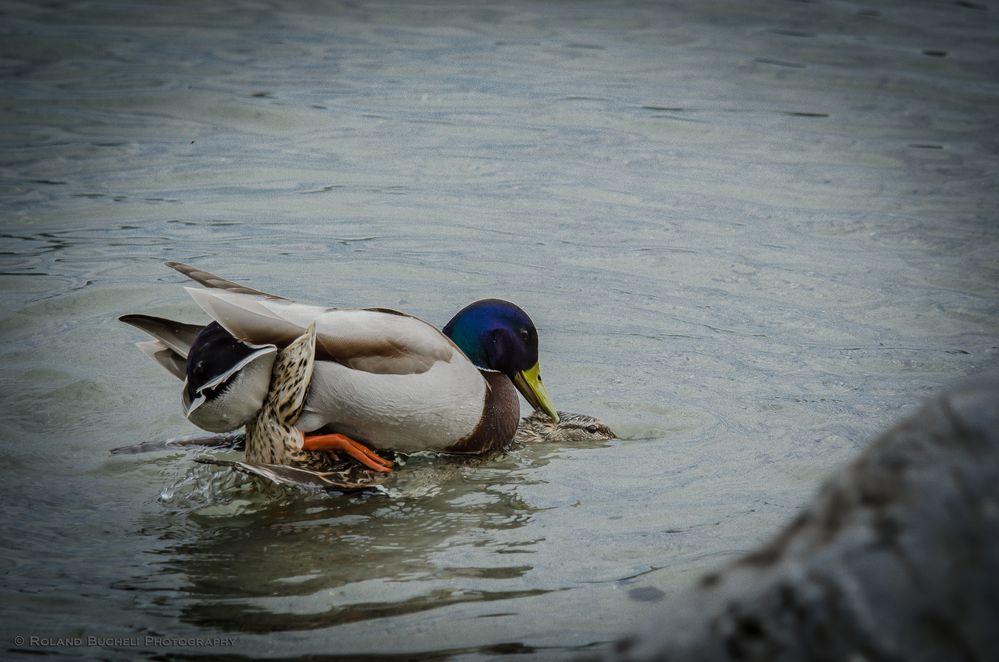 Liebesakt der Enten