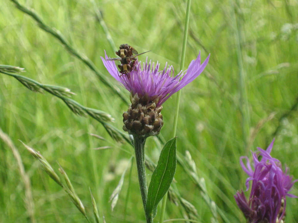 Liebesakt in der Natur