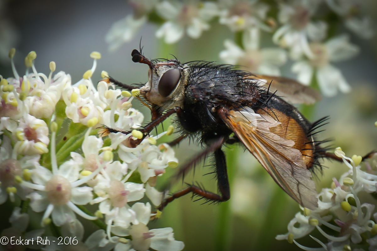 Liebesbankweg-42-Fliege