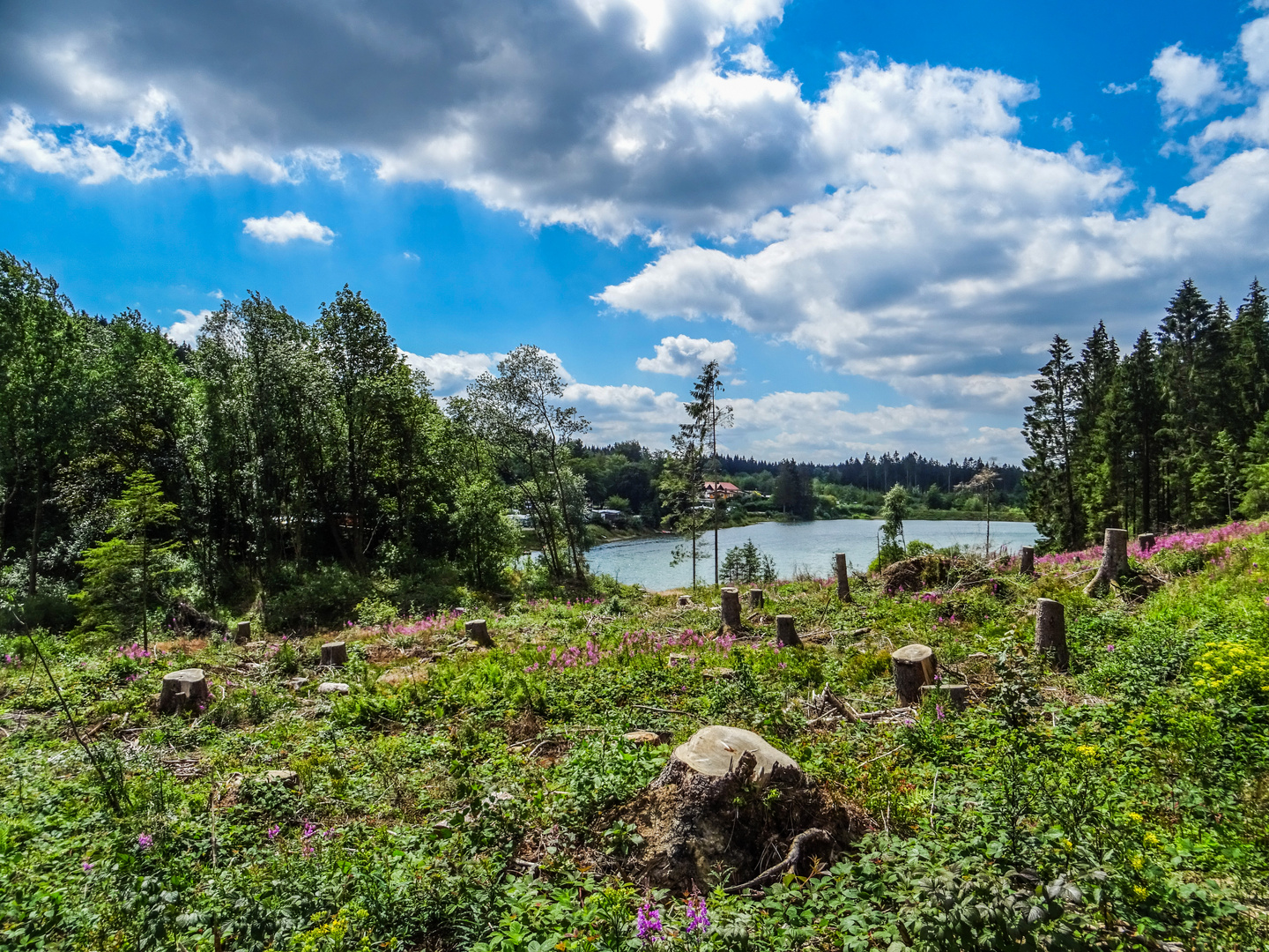 Liebesbankweg im Sommer 2020