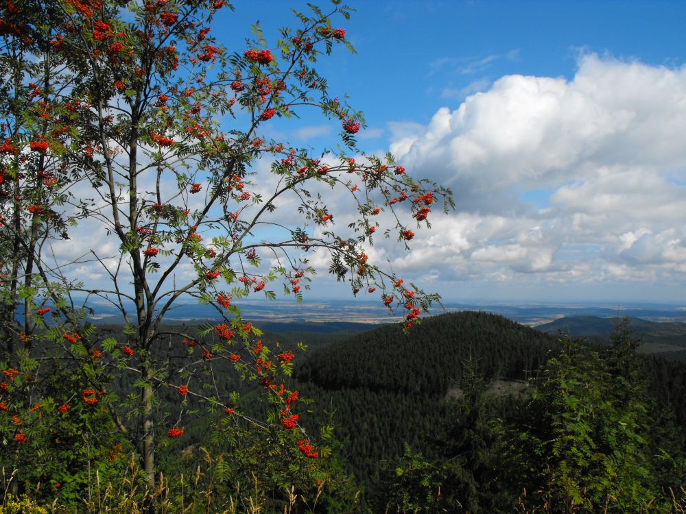 Liebesbankweg_4_Hahnenklee