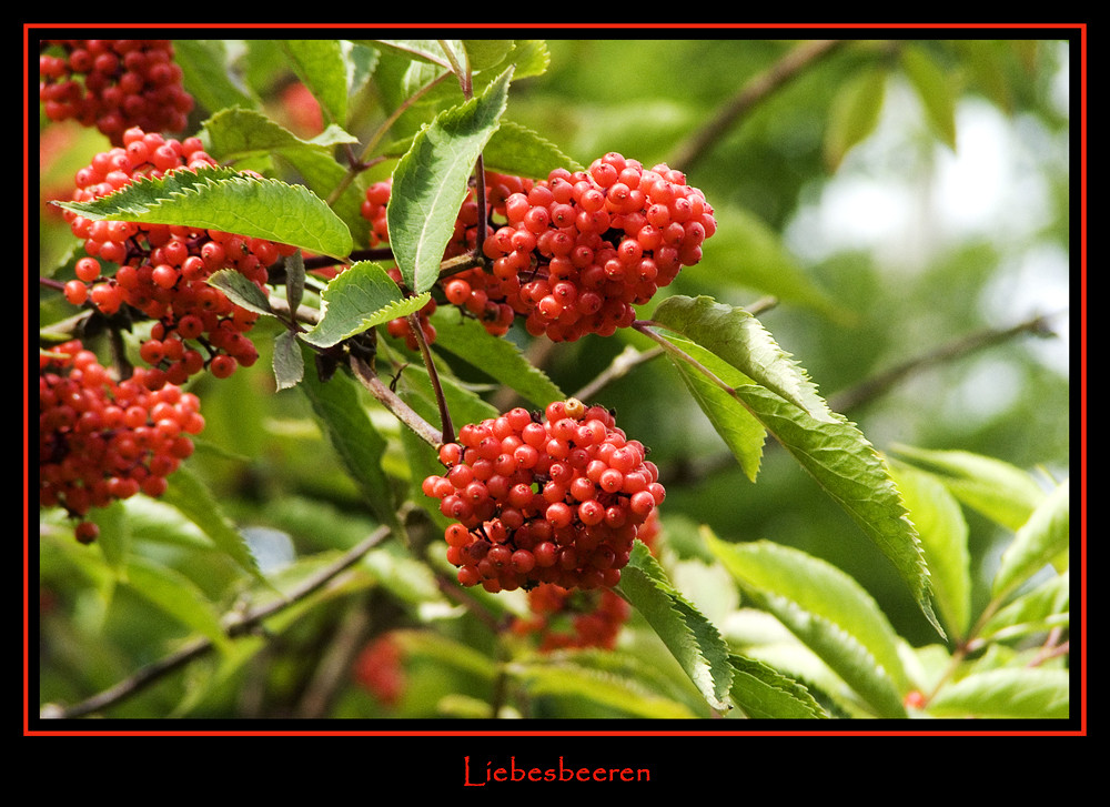 Liebesbeeren...