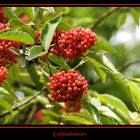 Liebesbeeren...