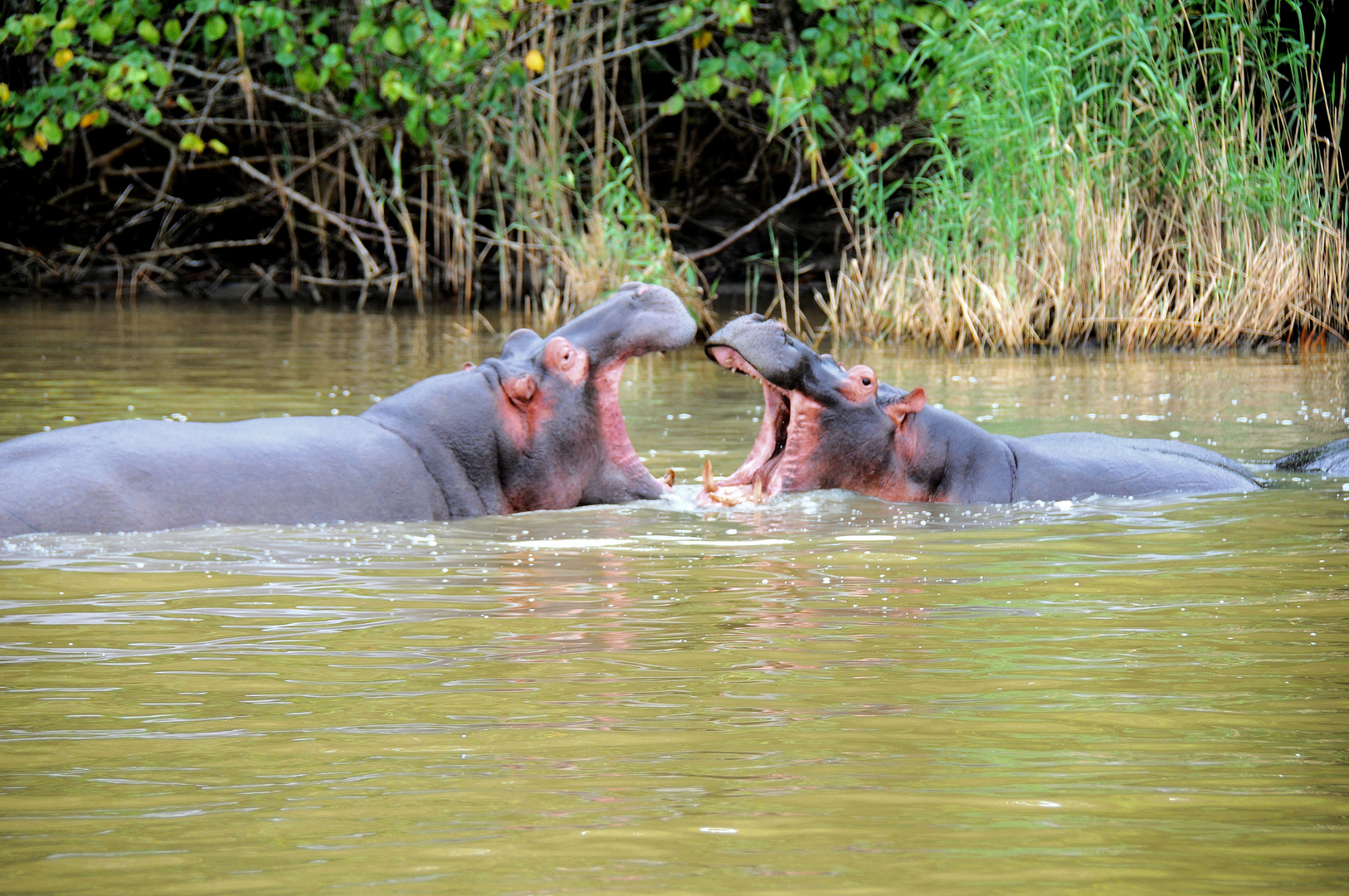 Liebesbezeugung der Hippos