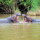 Liebesbezeugung der Hippos