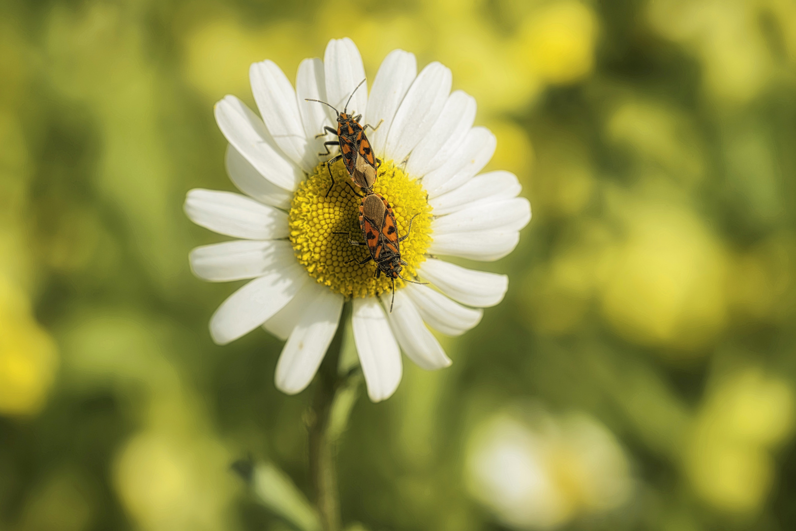 Liebesblüte