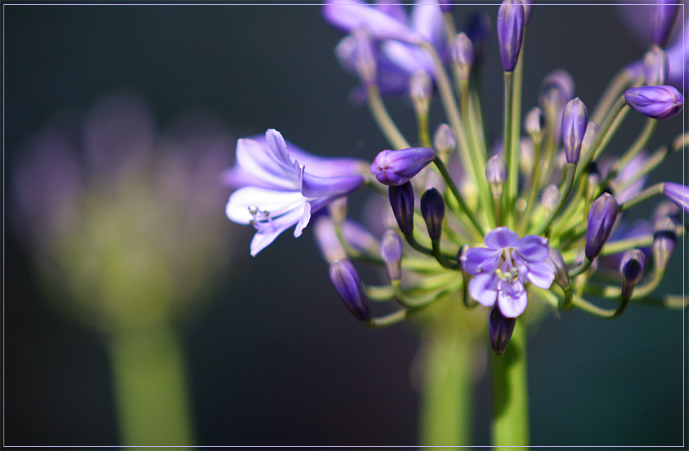 Liebesblume