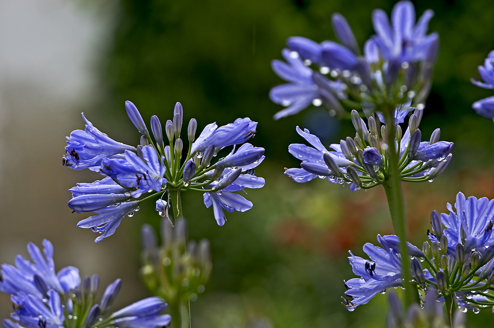 Liebe(sblume) im Regen