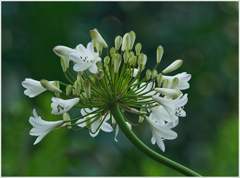 Liebesblumen