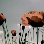 Liebeserklährung an den Mohn