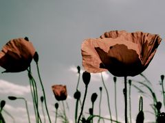 Liebeserklährung an den Mohn