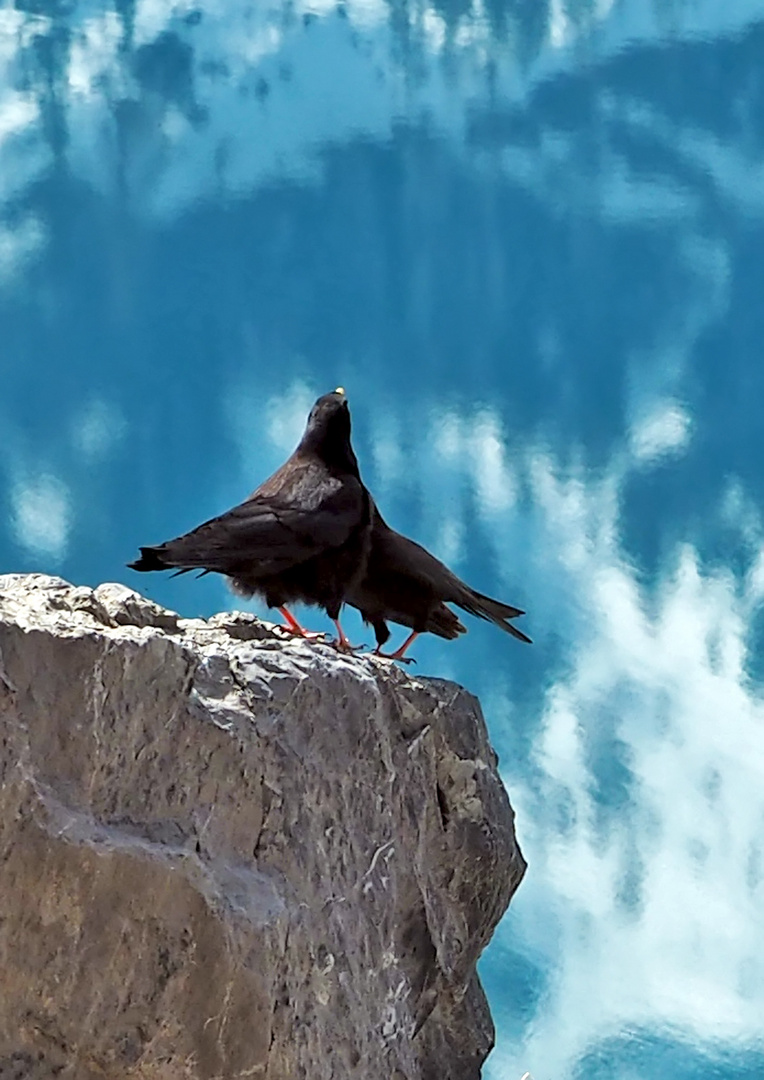 Liebeserklärung bei den Alpendohlen (Pyrrhocorax graculus)