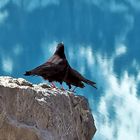 Liebeserklärung bei den Alpendohlen (Pyrrhocorax graculus)