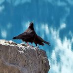 Liebeserklärung bei den Alpendohlen (Pyrrhocorax graculus)