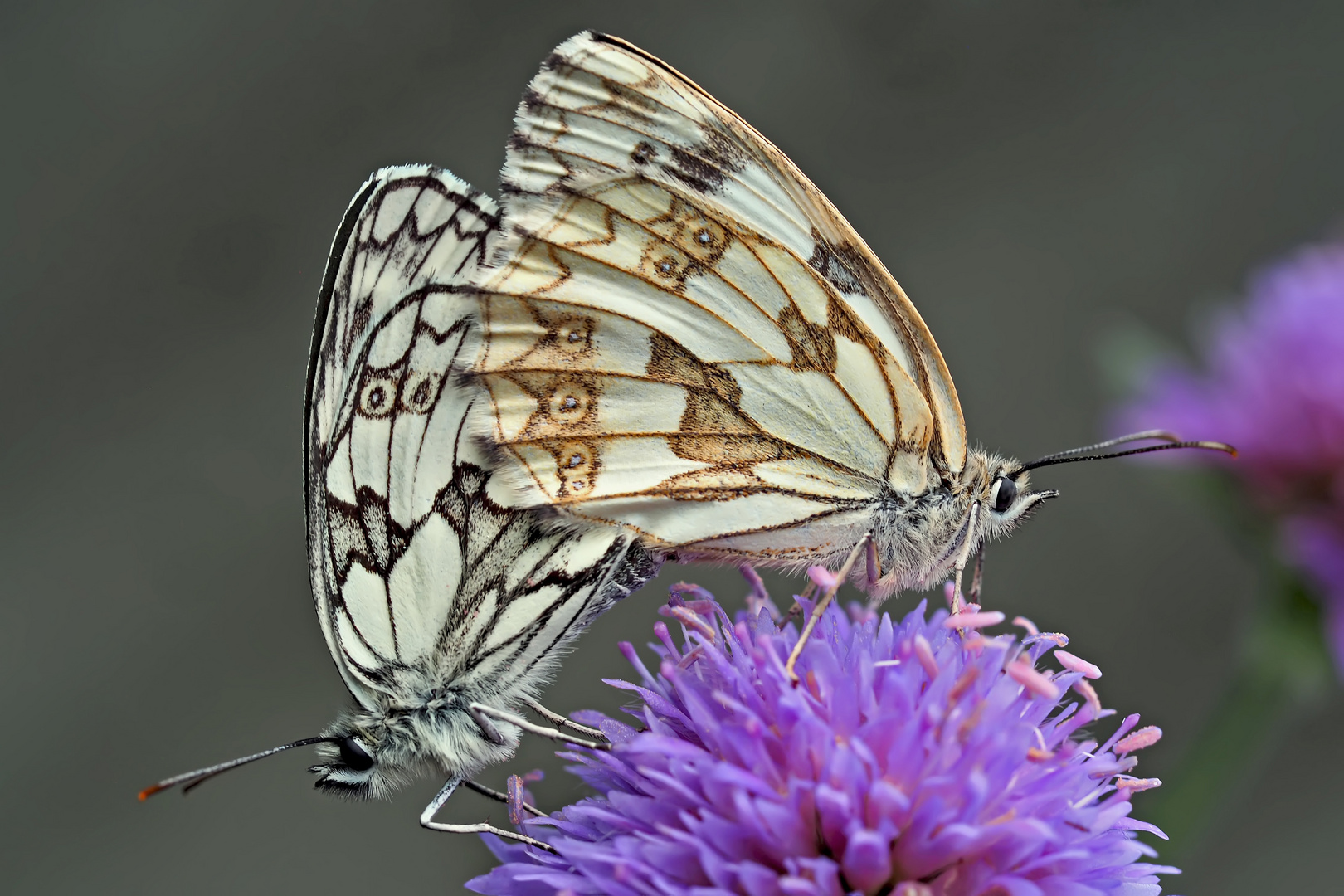 Liebeserklärung zwischen zwei Schachbrettfaltern (Melanargia galathea). - Tendresse sur une fleur!