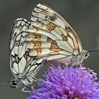 Liebeserklärung zwischen zwei Schachbrettfaltern (Melanargia galathea). - Tendresse sur une fleur!