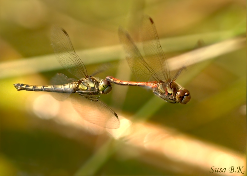 Liebesflug