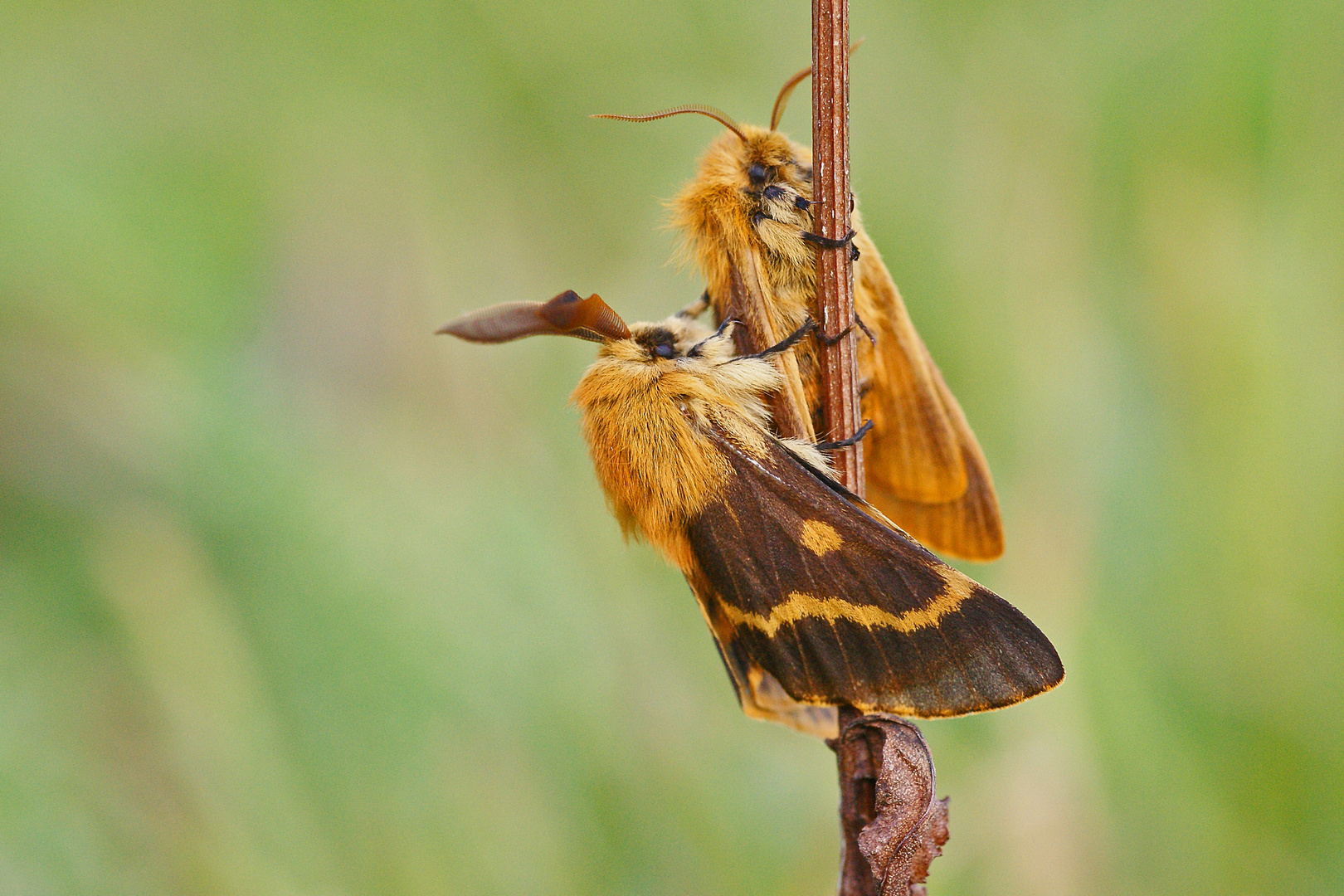 Liebesgeflüster bei den Herbstwiesen-Spinnern (Lemonia dumi)