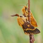 Liebesgeflüster bei den Herbstwiesen-Spinnern (Lemonia dumi)