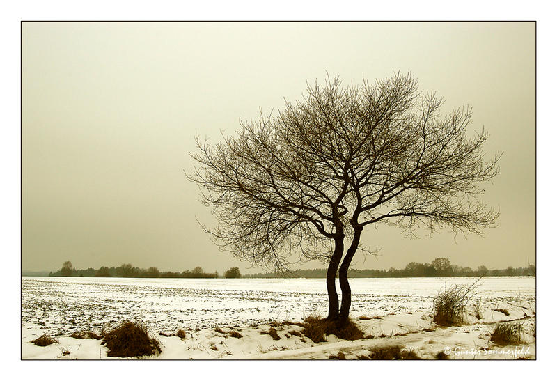 Liebesgeflüster im Schnee . . .