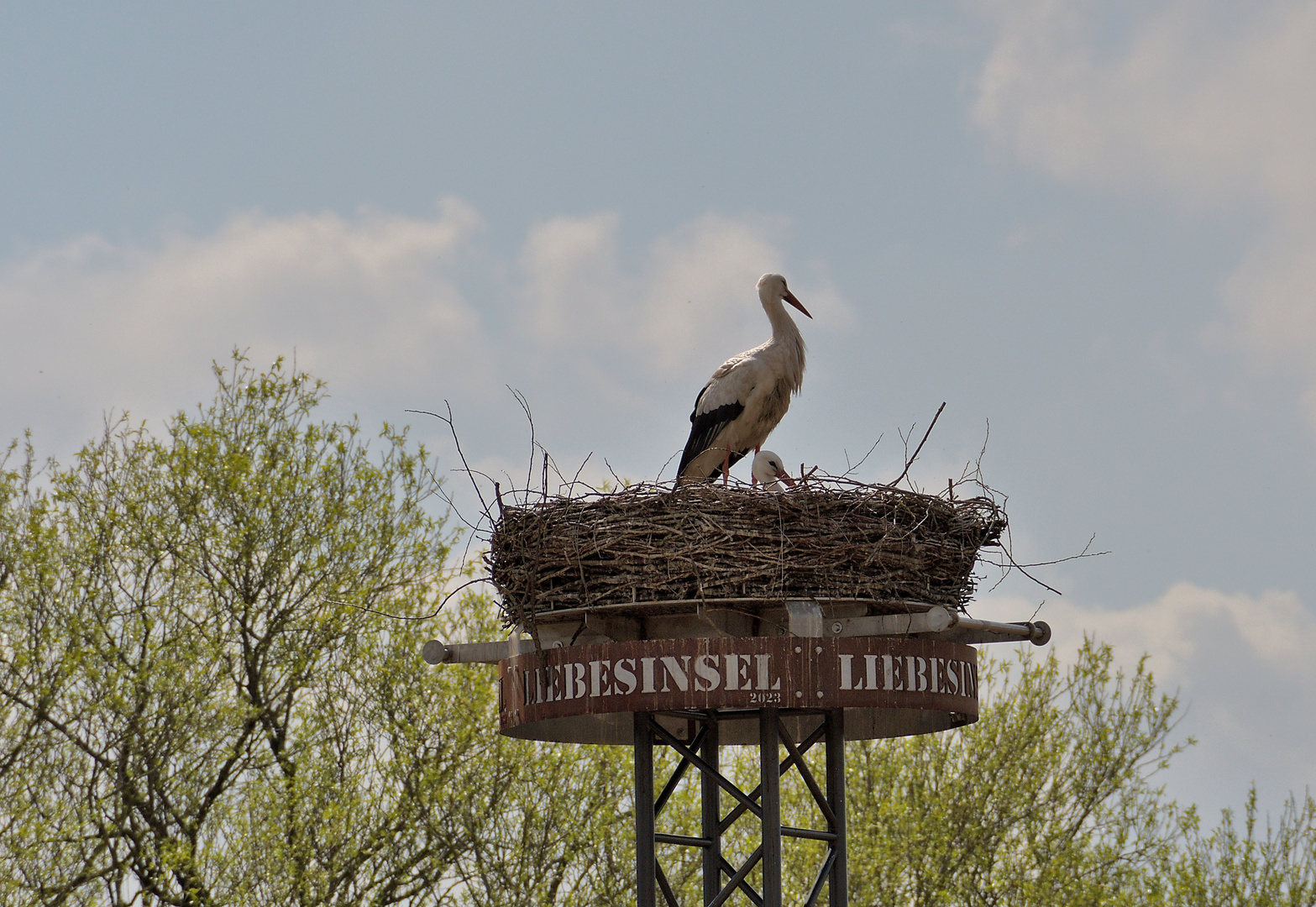 Liebesinsel Foto & Bild tiere, wildlife, wild lebende vögel Bilder