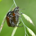 Liebesleben der Käfer