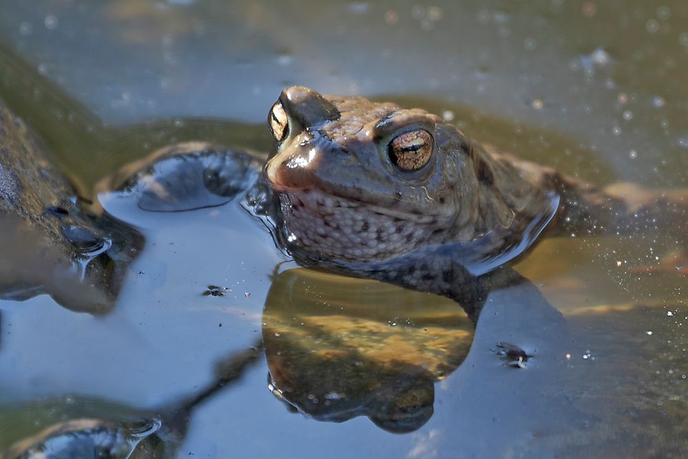 Liebesleben der Kröten in unserem Gartenteich