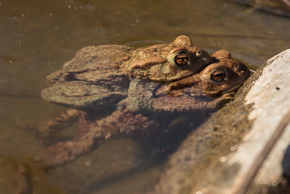 Liebesleben der Kröten in unserem Gartenteich