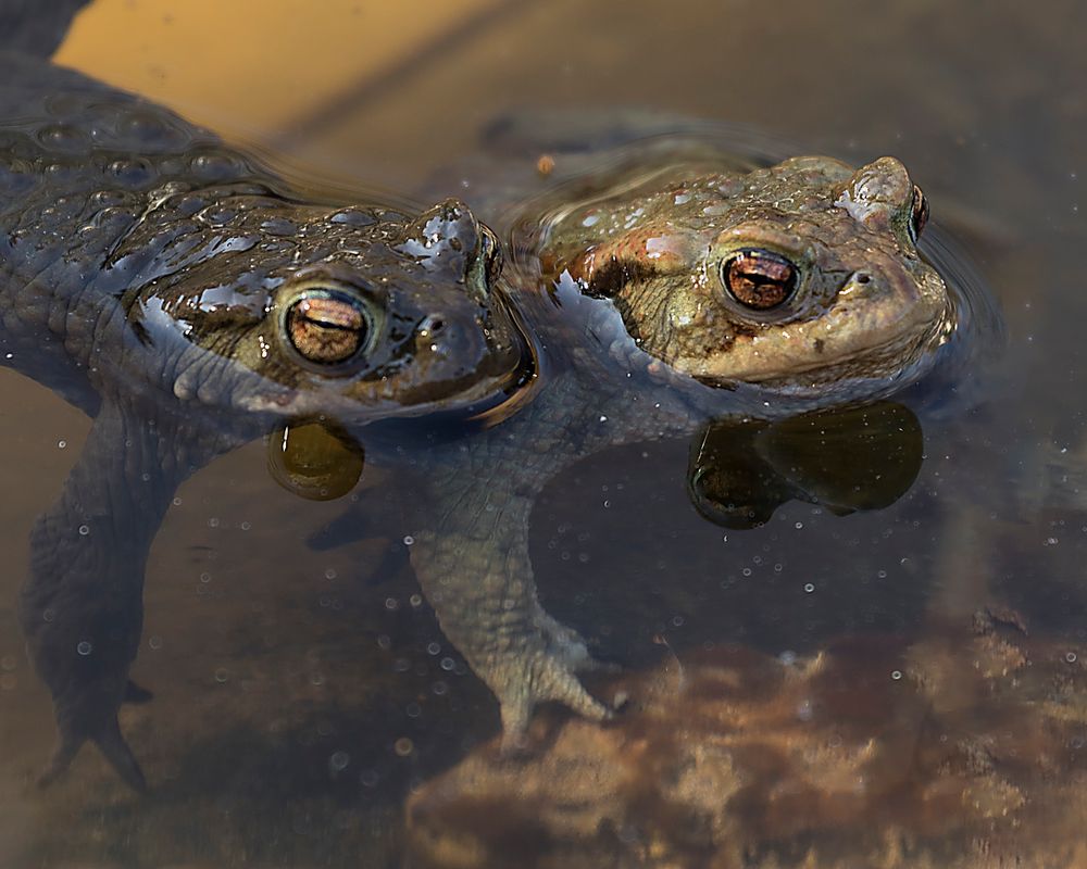 Liebesleben der Kröten in unserem Gartenteich