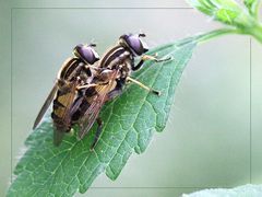 Liebesleben der Schwebfliegen