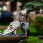 Liebespaar am Stadtbrunnen ....