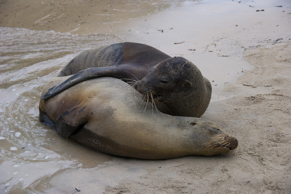 Liebespaar am Strand... (Seelöwen, Galapagos Archipel)