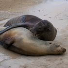 Liebespaar am Strand... (Seelöwen, Galapagos Archipel)