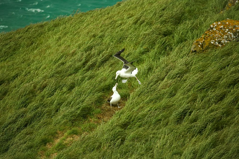 Liebespaar am Taiaroa Head