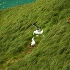 Liebespaar am Taiaroa Head