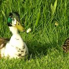 Liebespaar Enten im Gras