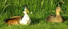 Liebespaar Enten im Gras