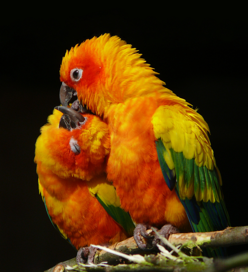 Liebespaar II Foto & Bild | tiere, zoo, wildpark & falknerei, vögel