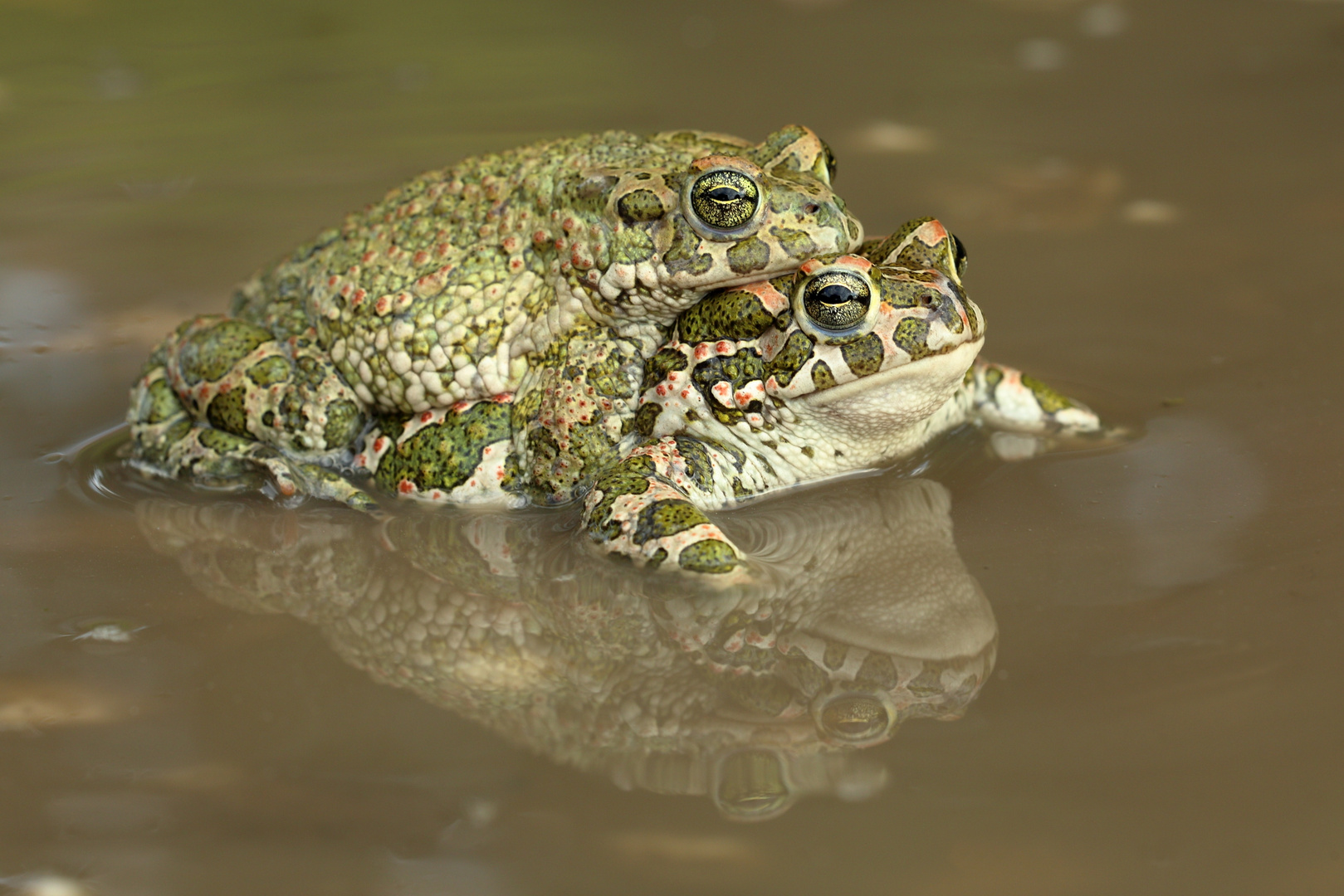 Liebespaar im Wasser - Wechsselkröten