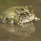 Liebespaar im Wasser - Wechsselkröten