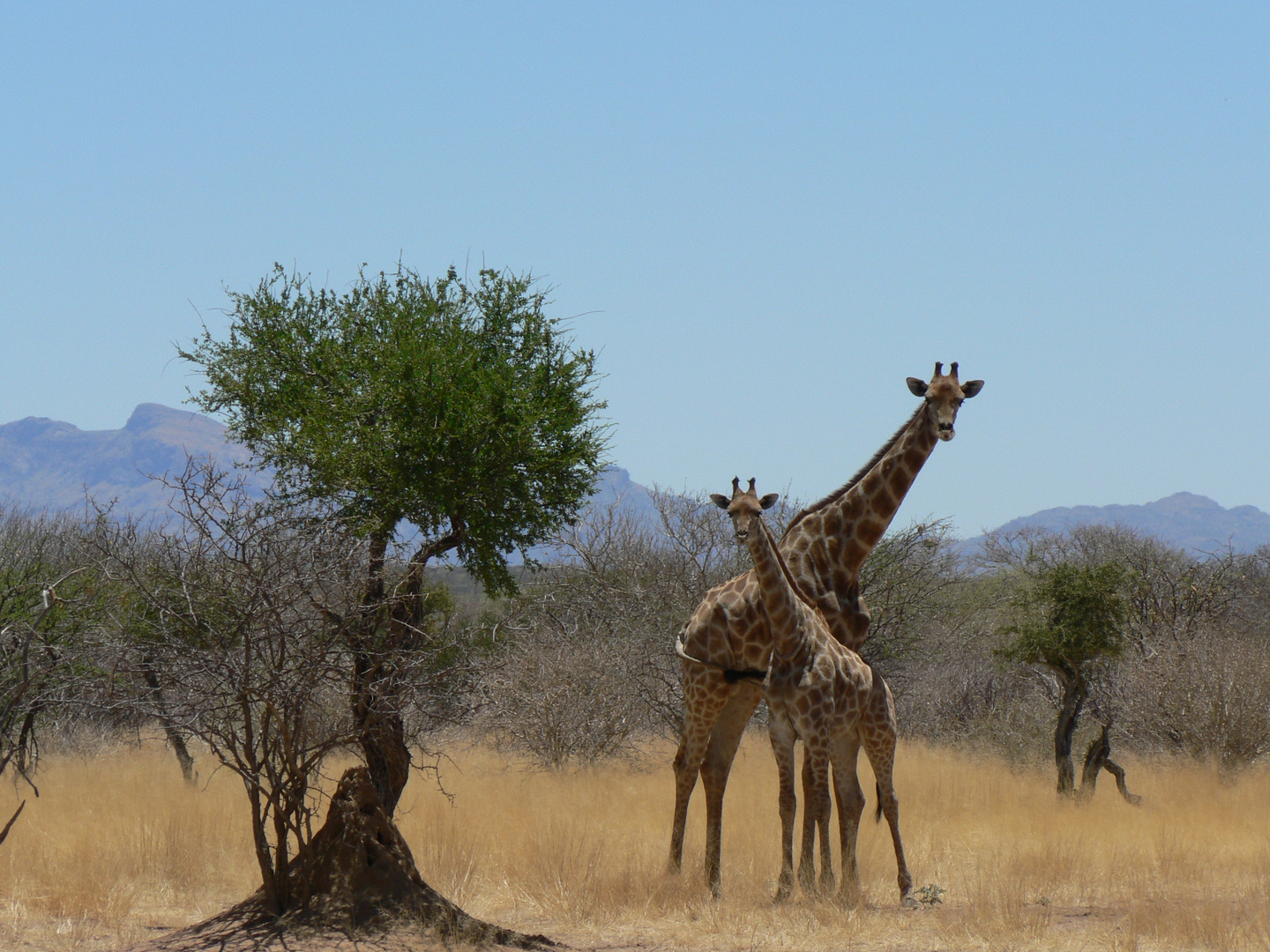 Liebespaar in Namibia